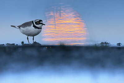 BUITEN BEELD Foto: 436196