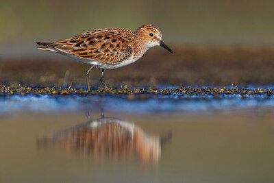 BUITEN BEELD Foto: 436201