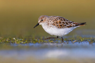 BUITEN BEELD Foto: 436204