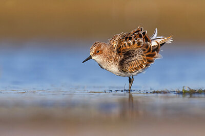 BUITEN BEELD Foto: 436206
