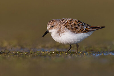 BUITEN BEELD Foto: 436207