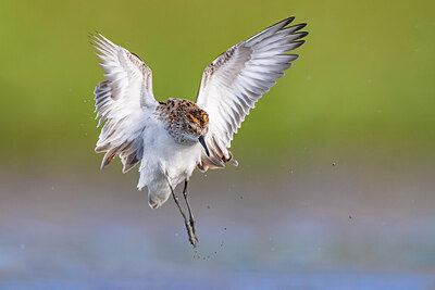 BUITEN BEELD Foto: 436208