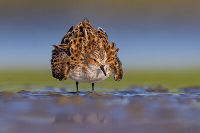 BUITEN BEELD Foto: 436212