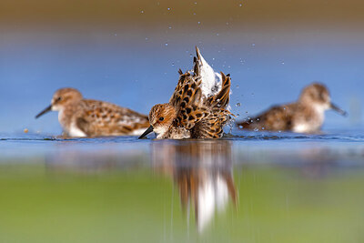 BUITEN BEELD Foto: 436214