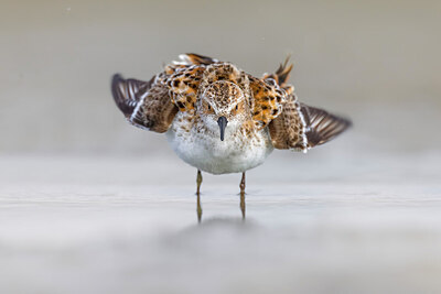BUITEN BEELD Foto: 436215