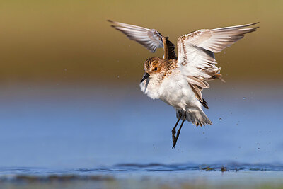 BUITEN BEELD Foto: 436216