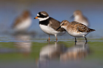 BUITEN BEELD Foto: 436219
