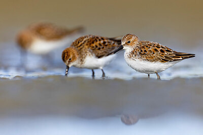 BUITEN BEELD Foto: 436220