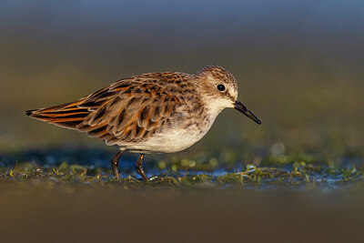 BUITEN BEELD Foto: 436221