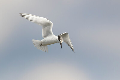 BUITEN BEELD Foto: 436223
