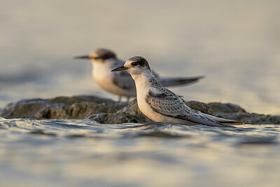 BUITEN BEELD Foto: 436224