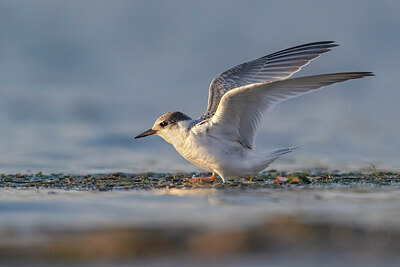 BUITEN BEELD Foto: 436226