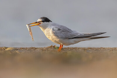BUITEN BEELD Foto: 436228