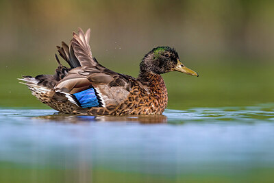 BUITEN BEELD Foto: 436230