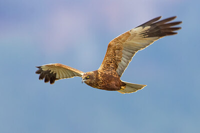 BUITEN BEELD Foto: 436232
