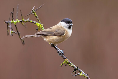 BUITEN BEELD Foto: 436233