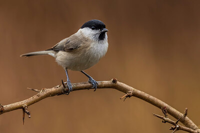 BUITEN BEELD Foto: 436234