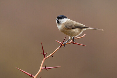 BUITEN BEELD Foto: 436235