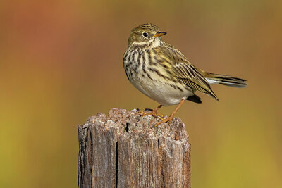 BUITEN BEELD Foto: 436236