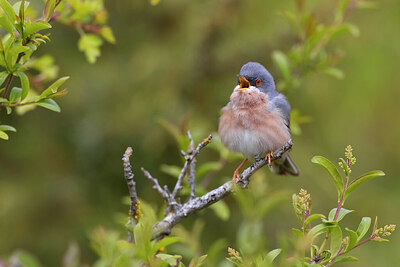 BUITEN BEELD Foto: 436240