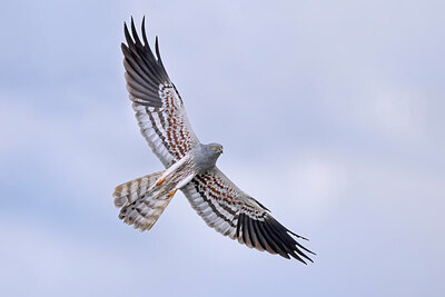 BUITEN BEELD Foto: 436243
