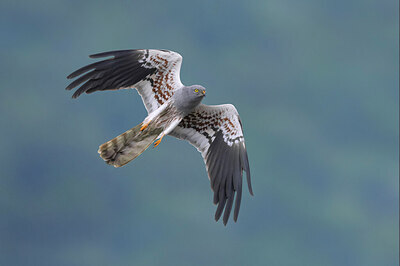 BUITEN BEELD Foto: 436246