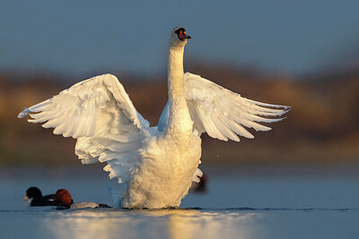 BUITEN BEELD Foto: 436248