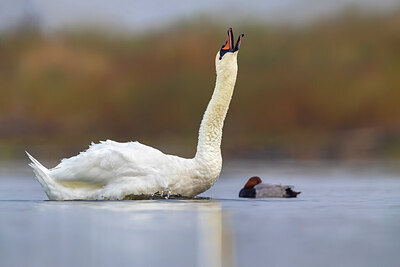 BUITEN BEELD Foto: 436249