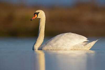 BUITEN BEELD Foto: 436250