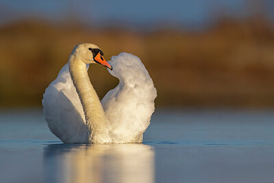 BUITEN BEELD Foto: 436251