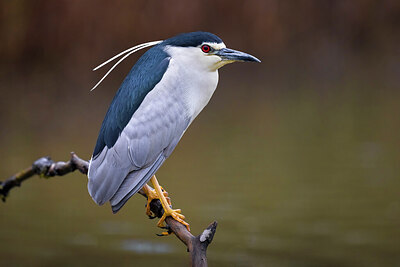 BUITEN BEELD Foto: 436252