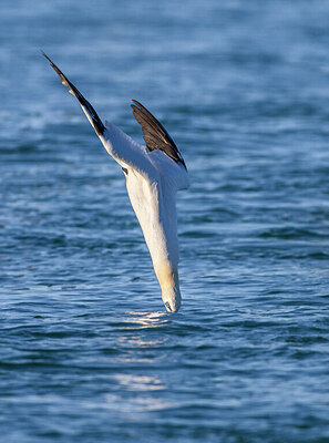 BUITEN BEELD Foto: 436255