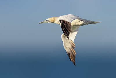 BUITEN BEELD Foto: 436256