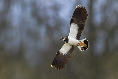 BUITEN BEELD Foto: 436258