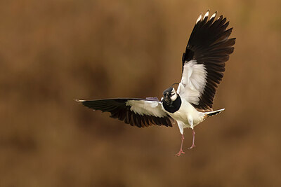 BUITEN BEELD Foto: 436259