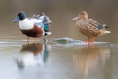BUITEN BEELD Foto: 436261