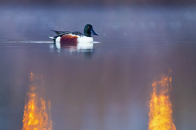 BUITEN BEELD Foto: 436262