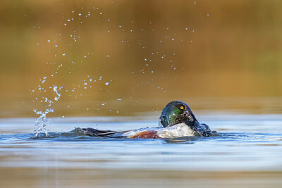BUITEN BEELD Foto: 436263