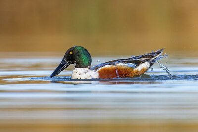 BUITEN BEELD Foto: 436264