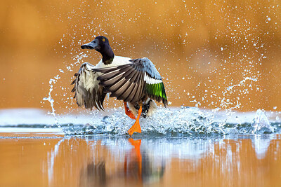 BUITEN BEELD Foto: 436267
