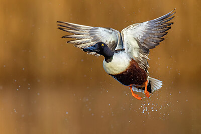 BUITEN BEELD Foto: 436268