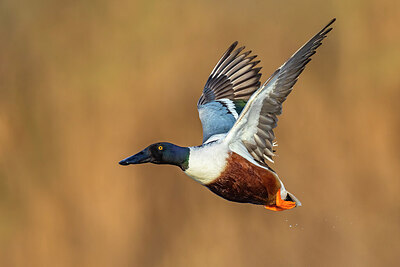 BUITEN BEELD Foto: 436269