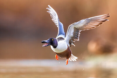 BUITEN BEELD Foto: 436270