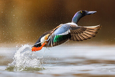 BUITEN BEELD Foto: 436271