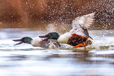 BUITEN BEELD Foto: 436272