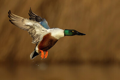 BUITEN BEELD Foto: 436273