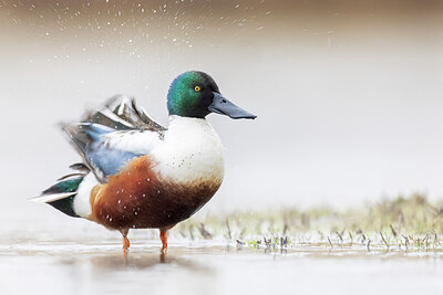 BUITEN BEELD Foto: 436274