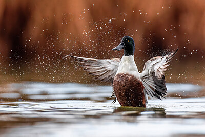 BUITEN BEELD Foto: 436275