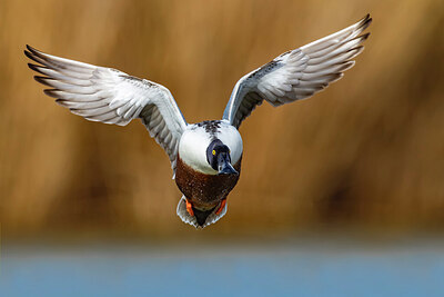 BUITEN BEELD Foto: 436276