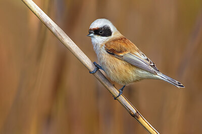 BUITEN BEELD Foto: 436281